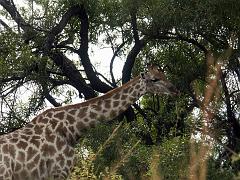 090516_Pilanesberg 108